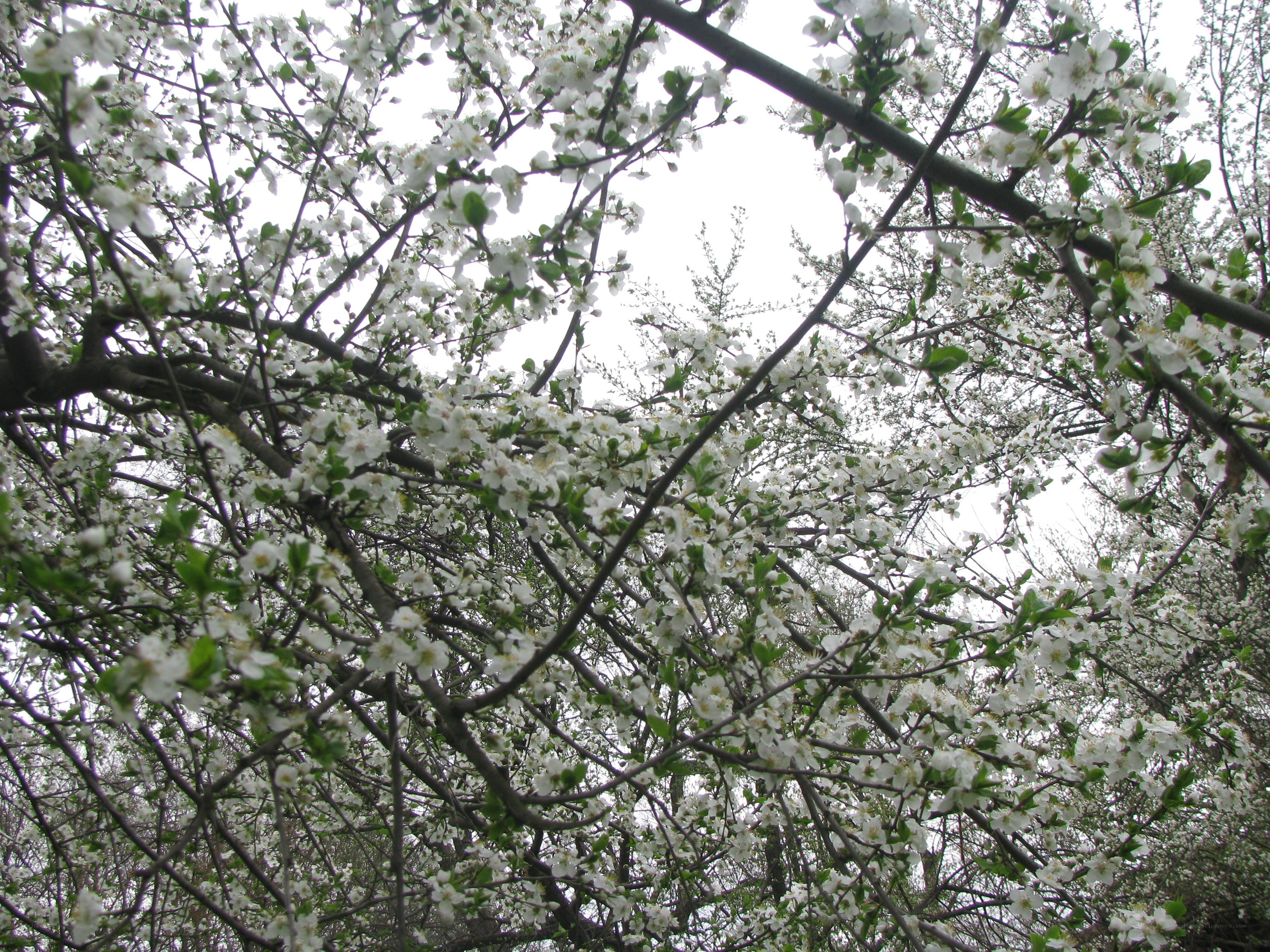 White blossoms on tree branches