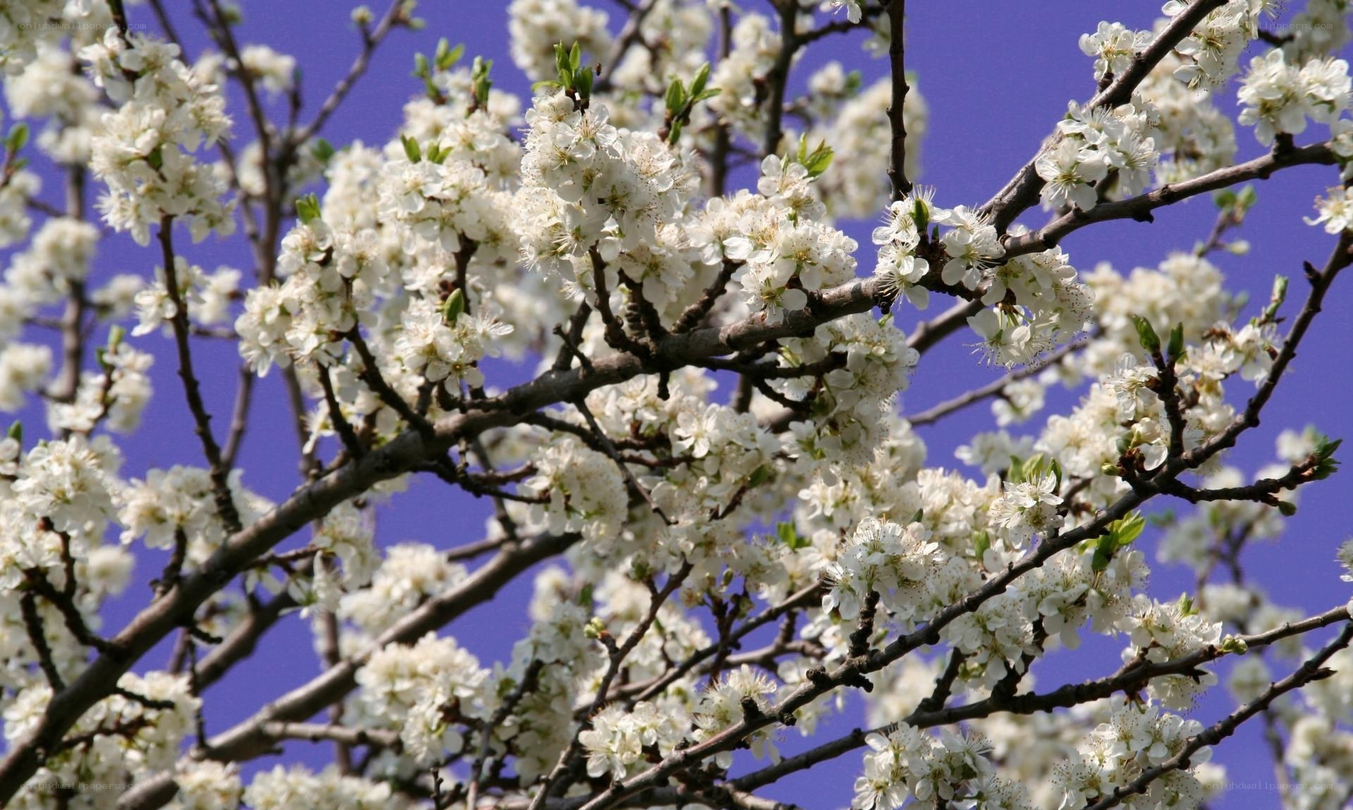 White blossoms on tree branches