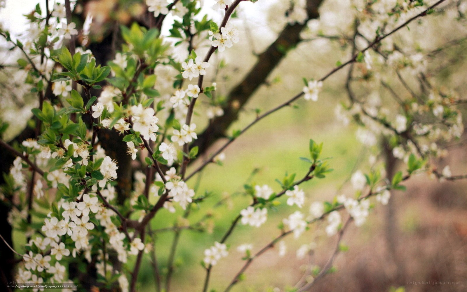 White blossoms on tree branches