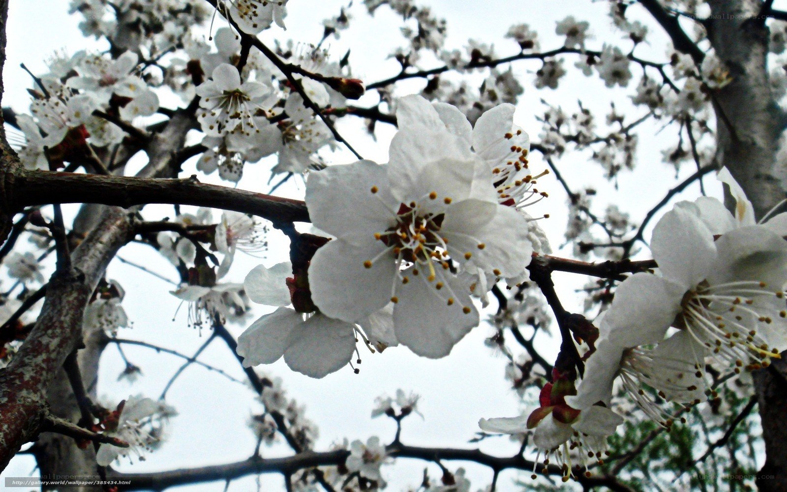 White blossoms on tree branches