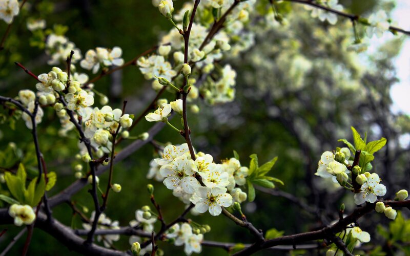 white blossoms on tree branches