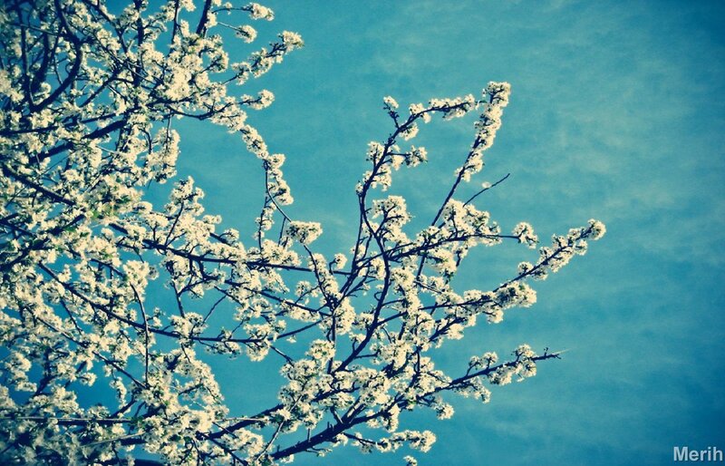 White Blossoms on Tree Branches — Blue, Serene