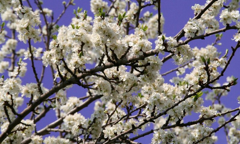 White Blossoms on Tree Branches — Serene, Spring, Photograph