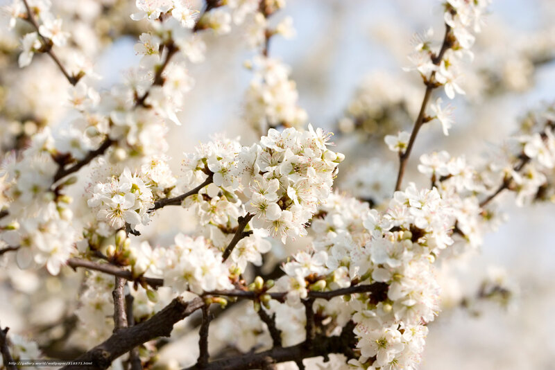 White Blossoms on Tree Branches — Serene, Spring