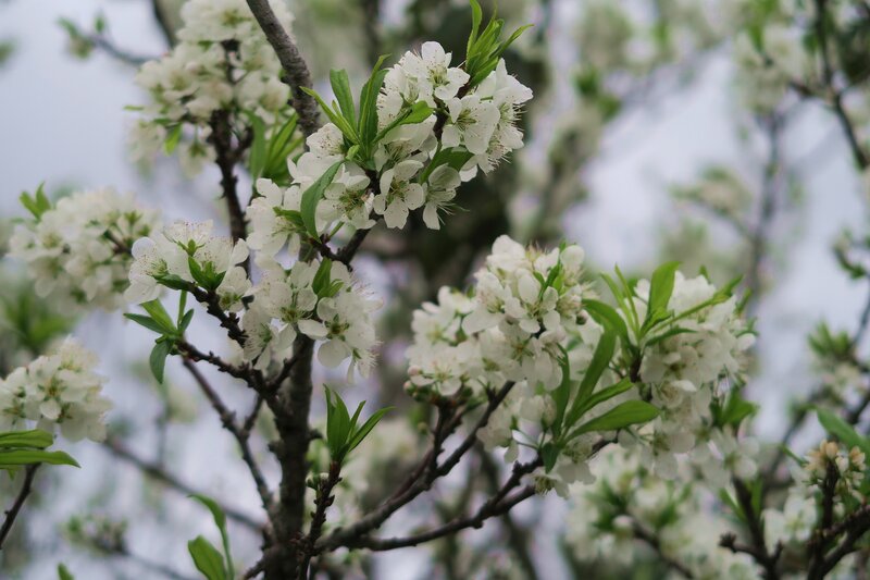 White Blossoms on Tree — Calm, Spring, Photograph, Flowers