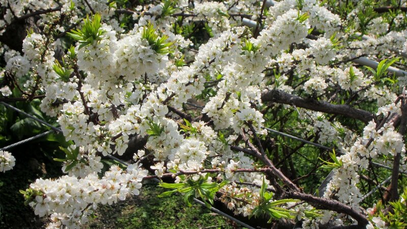 White Blossoms on Tree — Calm, Spring, Photograph