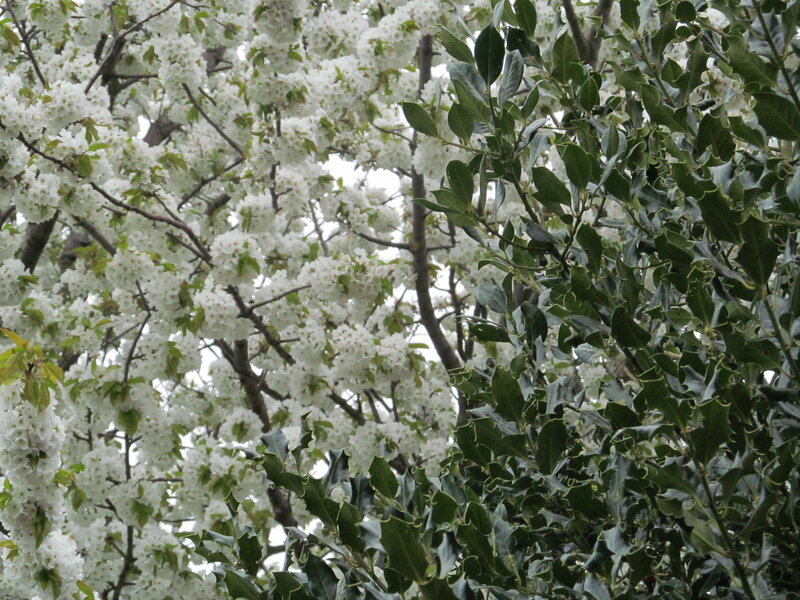 White Blossoms on Tree — Calm, Spring