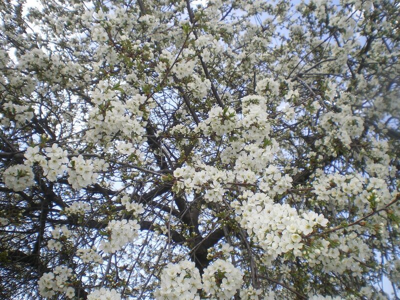 White Blossoms on Tree — Calm