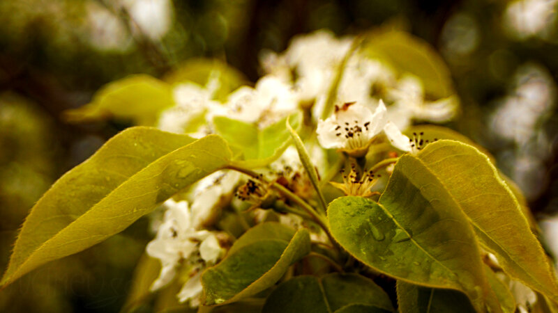 White Blossoms on Tree — Green, Serene, Spring, Photograph