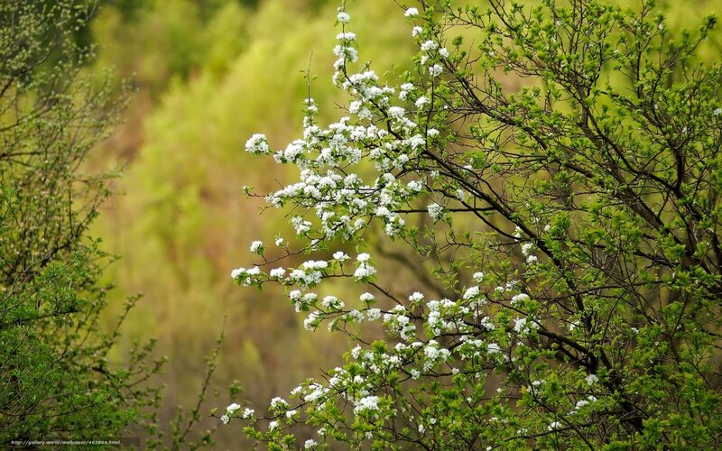 White Blossoms on Tree — Green, Serene, Spring