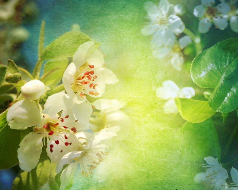 White Blossoms on Tree — Green, Serene