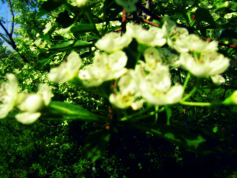 White Blossoms on Tree — Green