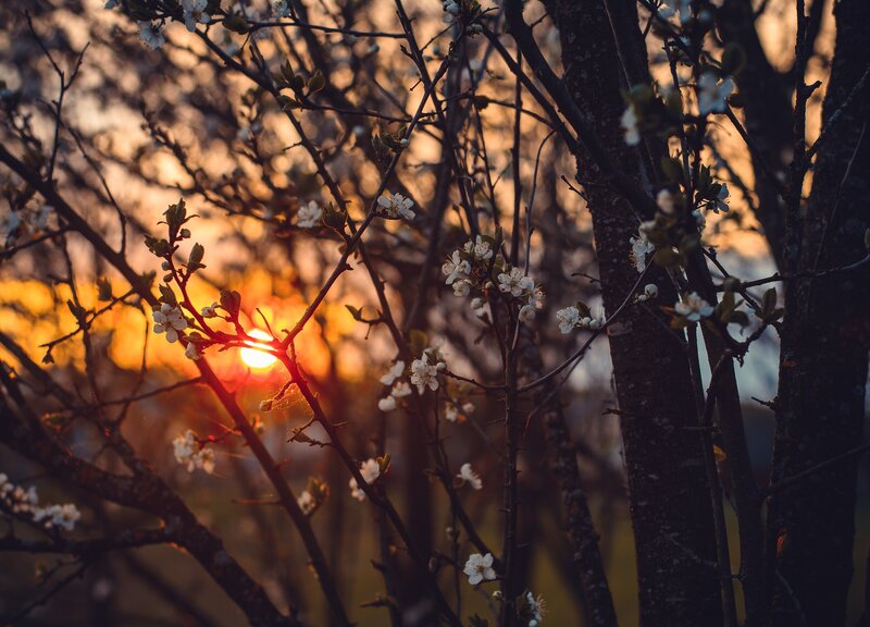 White Blossoms on Tree — Orange