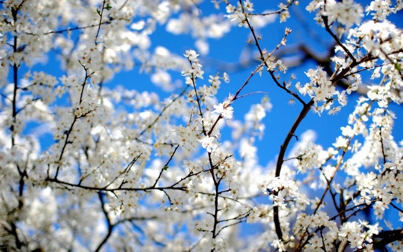 White Blossoms on Tree — Serene, Branches