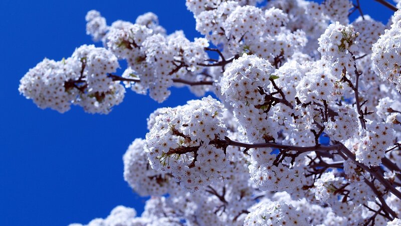 White Blossoms on Tree — Serene, Photograph