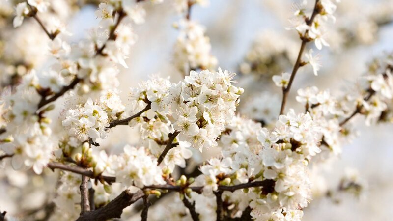 White Blossoms on Tree — Serene, Spring, Photograph, Branches, Flowers