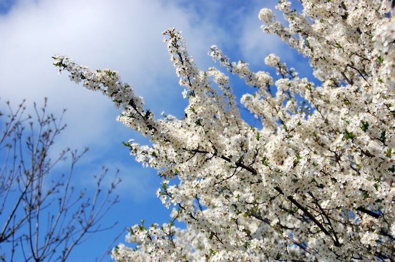 White Blossoms on Tree — Serene, Spring, Photograph, Branches, Sky, Clouds
