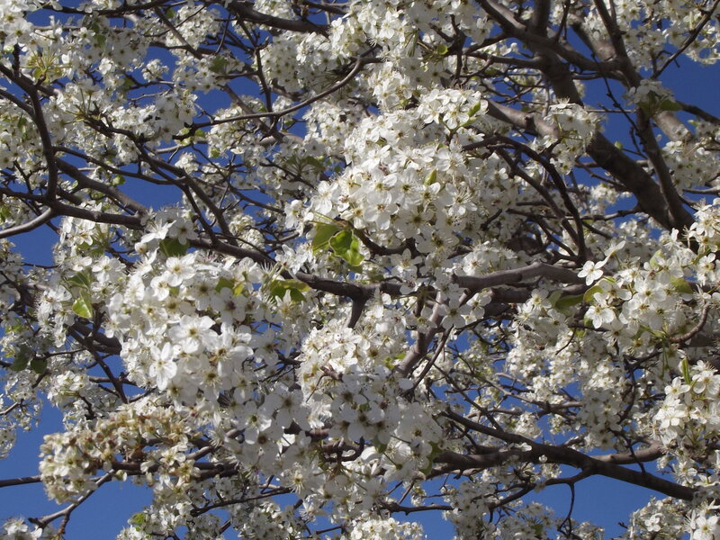 White Blossoms on Tree — Serene, Spring, Photograph, Branches, Sky, Leaves