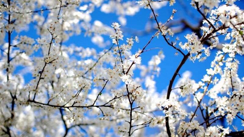 White Blossoms on Tree — Serene, Spring, Photograph, Branches, Sky