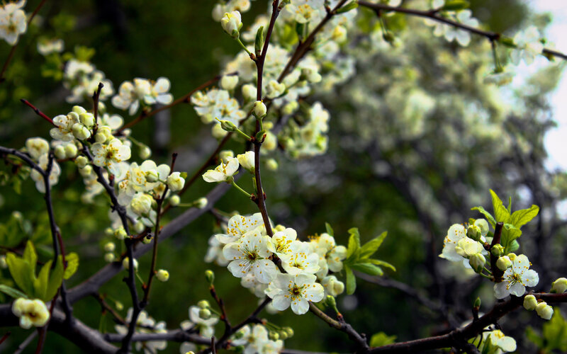 White Blossoms on Tree — Serene, Spring, Photograph, Branches