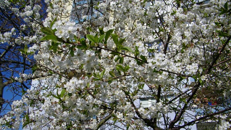 White Blossoms on Tree — Serene, Spring, Photograph, Building