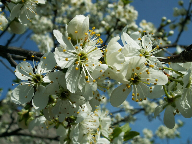 White Blossoms on Tree — Serene, Spring, Photograph, Flowers, Branches, Sky