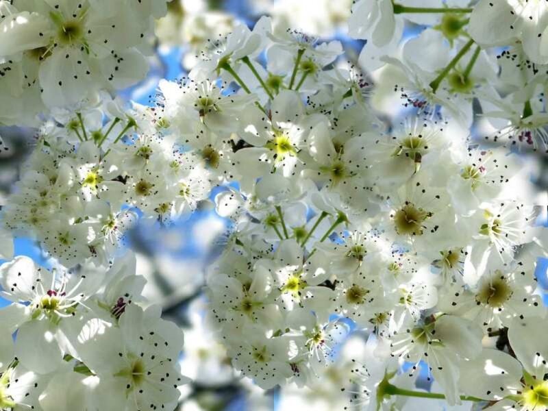 White Blossoms on Tree — Serene, Spring, Photograph, Flowers, Branches