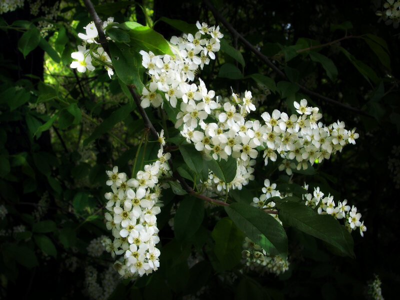 White Blossoms on Tree — Serene, Spring, Photograph, Flowers, Leaves, Branches