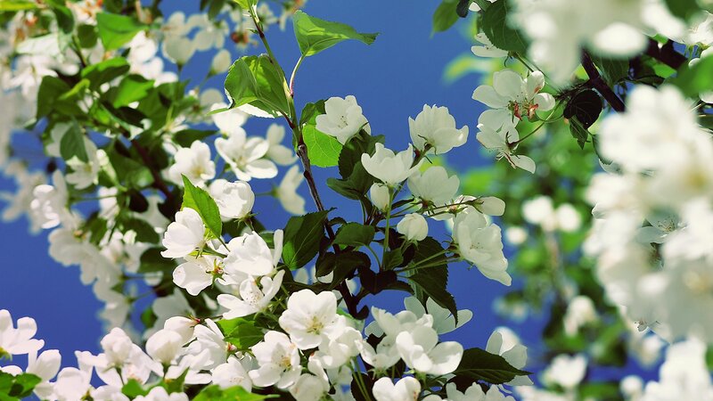 White Blossoms on Tree — Serene, Spring, Photograph, Flowers, Leaves, Sky, Green