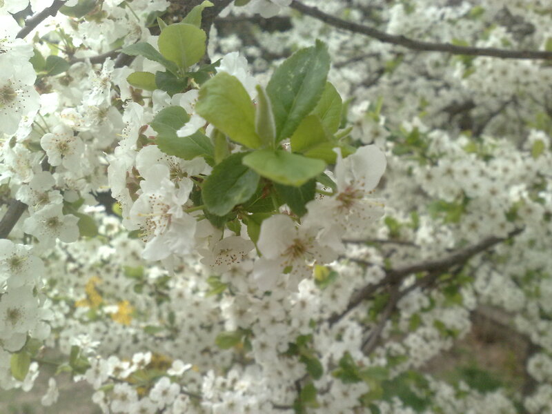White Blossoms on Tree — Serene, Spring, Photograph, Flowers, Leaves