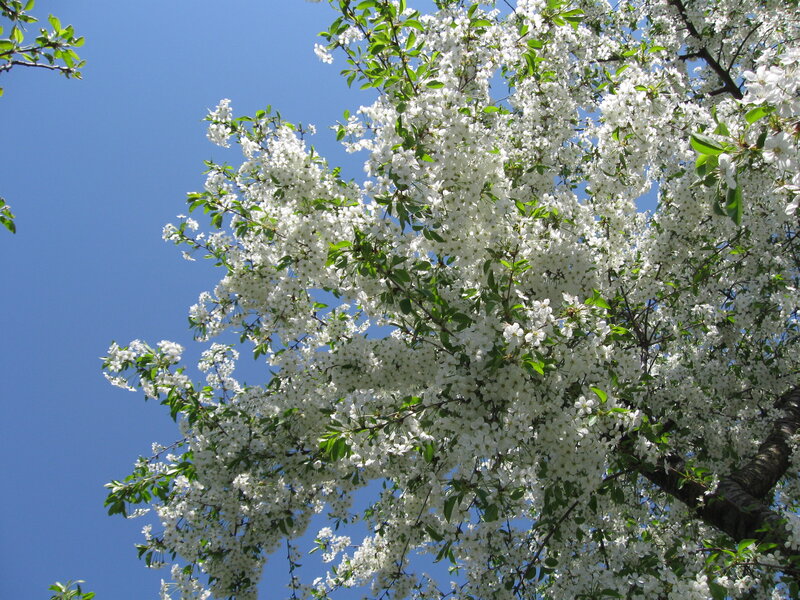 White Blossoms on Tree — Serene, Spring, Photograph, Flowers, Sky