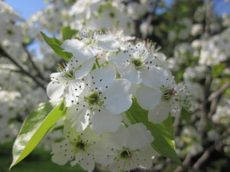 White Blossoms on Tree — Serene, Spring, Photograph, Flowers