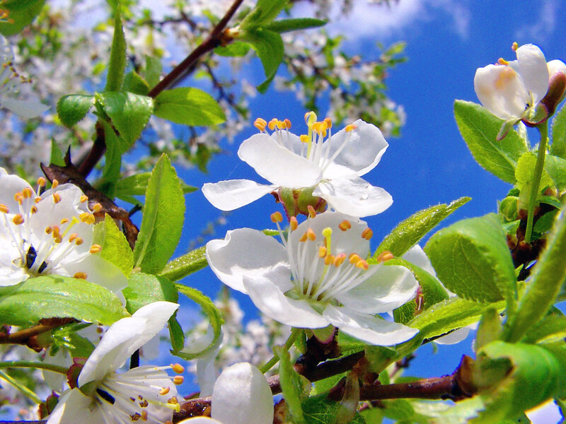 White Blossoms on Tree — Serene, Spring, Photograph, Green Leaves, Blue Sky, Flower Buds