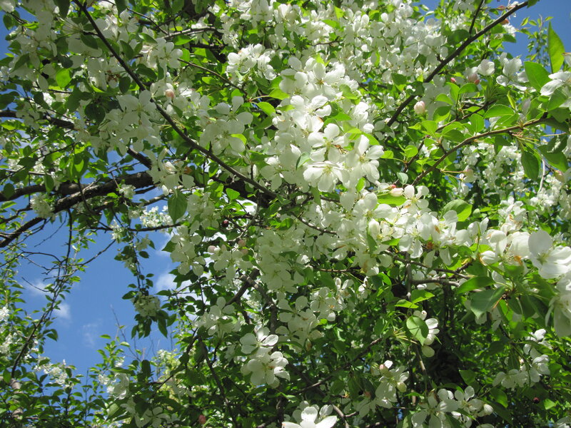 White Blossoms on Tree — Serene, Spring, Photograph, Green Leaves