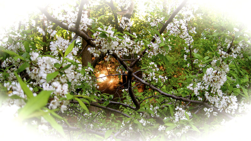 White Blossoms on Tree — Serene, Spring, Photograph, Green Leaves, Tree Branches, Sunlight