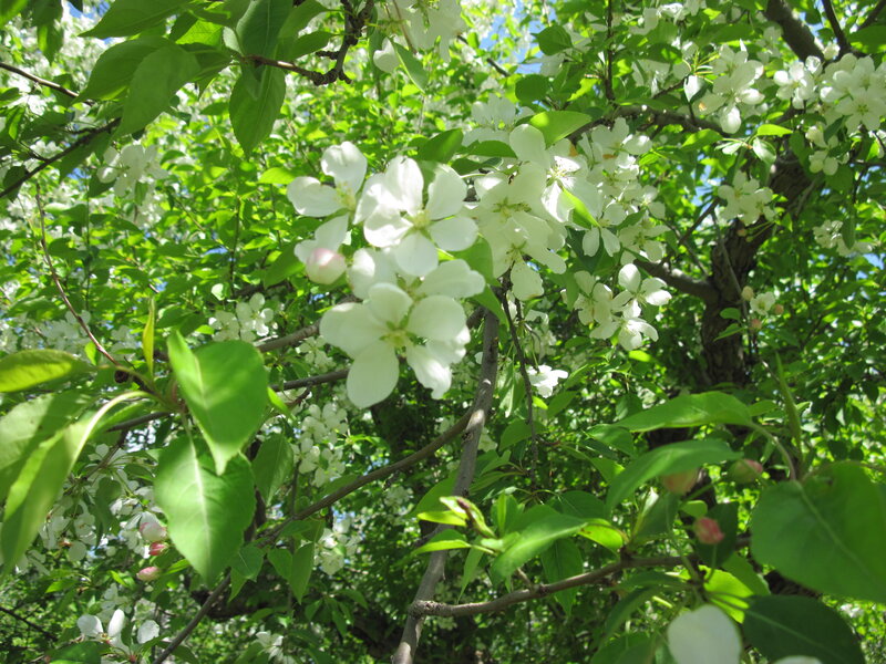 White Blossoms on Tree — Serene, Spring, Photograph, Green Leaves, Tree Branches