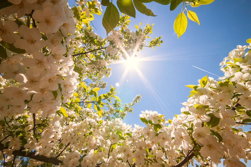 White Blossoms on Tree — Serene, Spring, Photograph, Sun, Sky