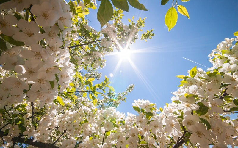 White Blossoms on Tree — Serene, Spring, Photograph, Sun