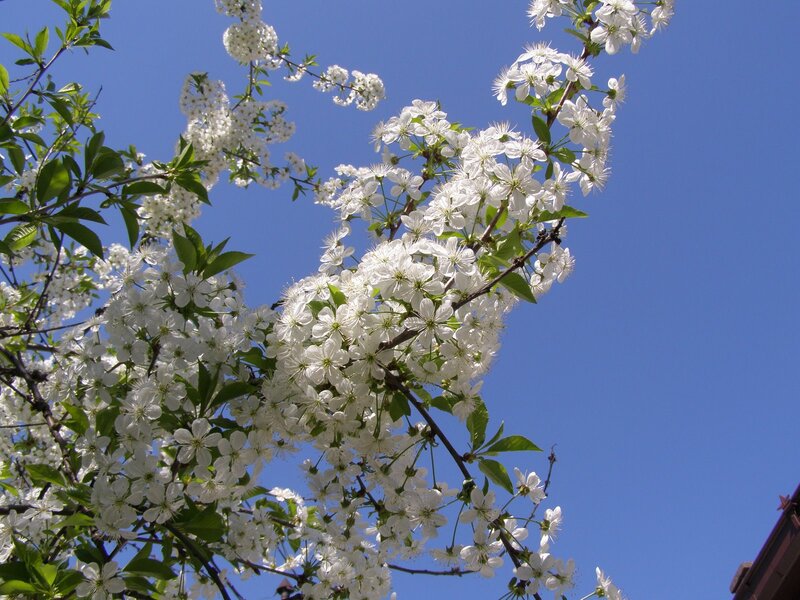 White Blossoms on Tree — Serene, Spring, Photograph