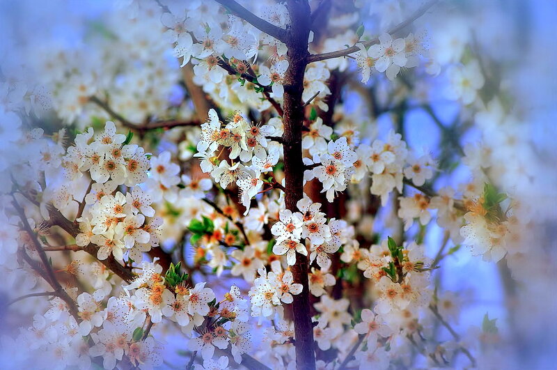 White Blossoms on Tree — Serene, Spring, Photograph, Tree Branches, Flowers