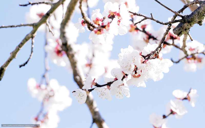 White Blossoms on Tree — Serene, Spring, Photograph, Tree Branches, Sky