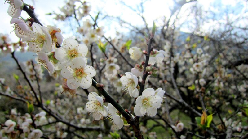 White Blossoms on Tree — Serene, Spring, Photograph, Tree Branches