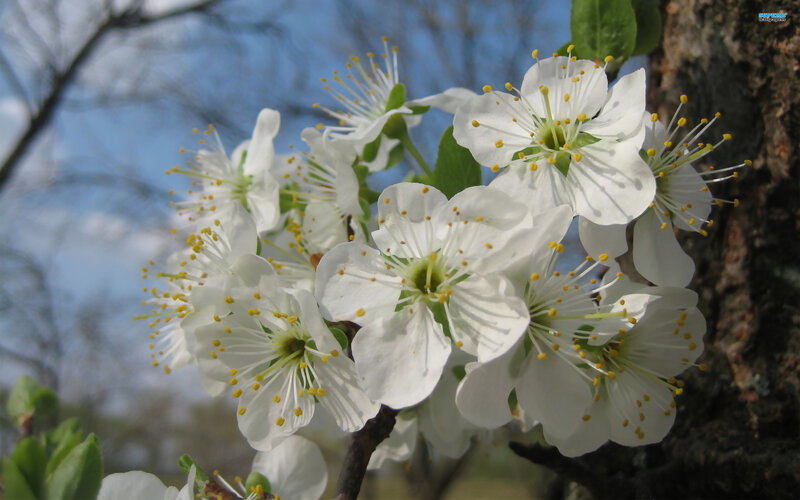 White Blossoms on Tree — Serene, Spring, Photograph, Tree Trunk