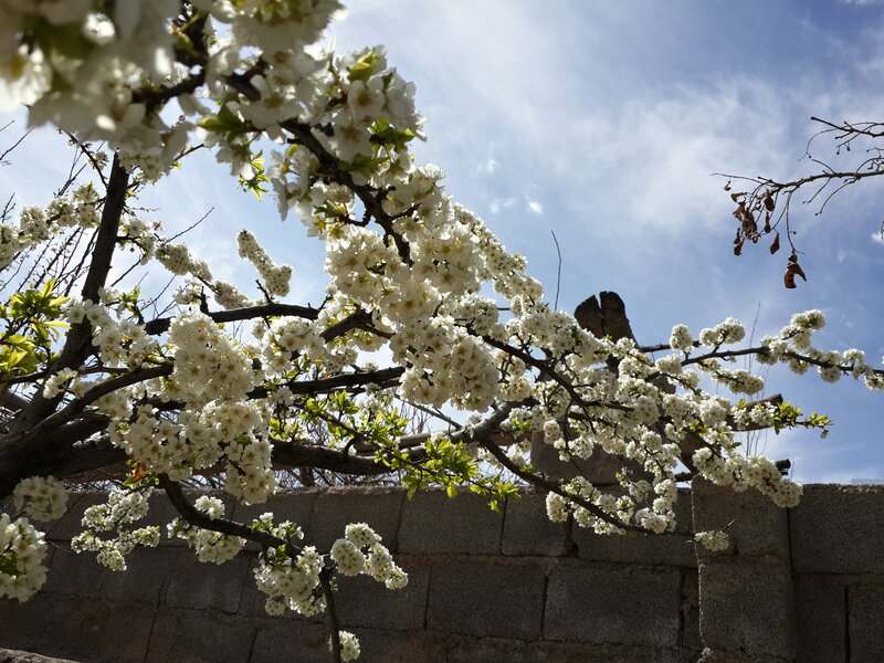 White Blossoms on Tree — Serene, Spring, Photograph, Wall