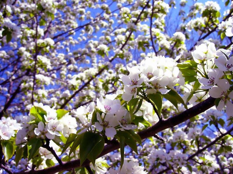 White Blossoms on Tree — Serene, Spring