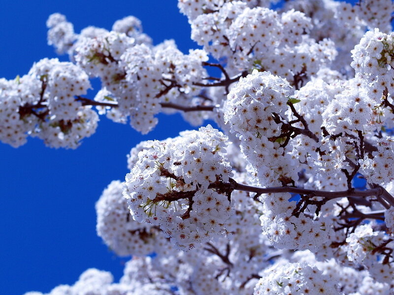 White Blossoms on Tree — Serene