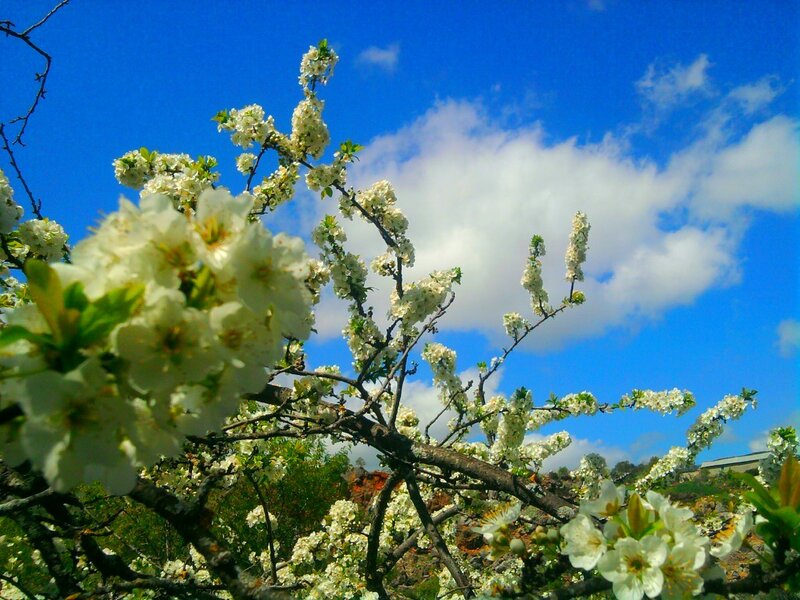 White Blossoms on Tree