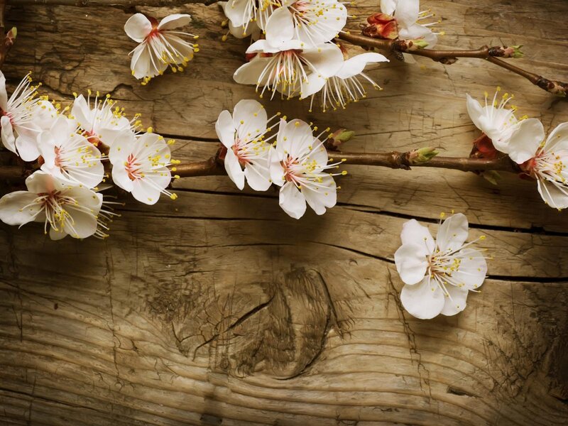 White Blossoms on Wood — Calm