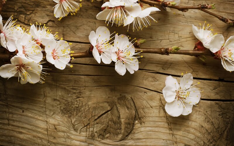 white blossoms on wood