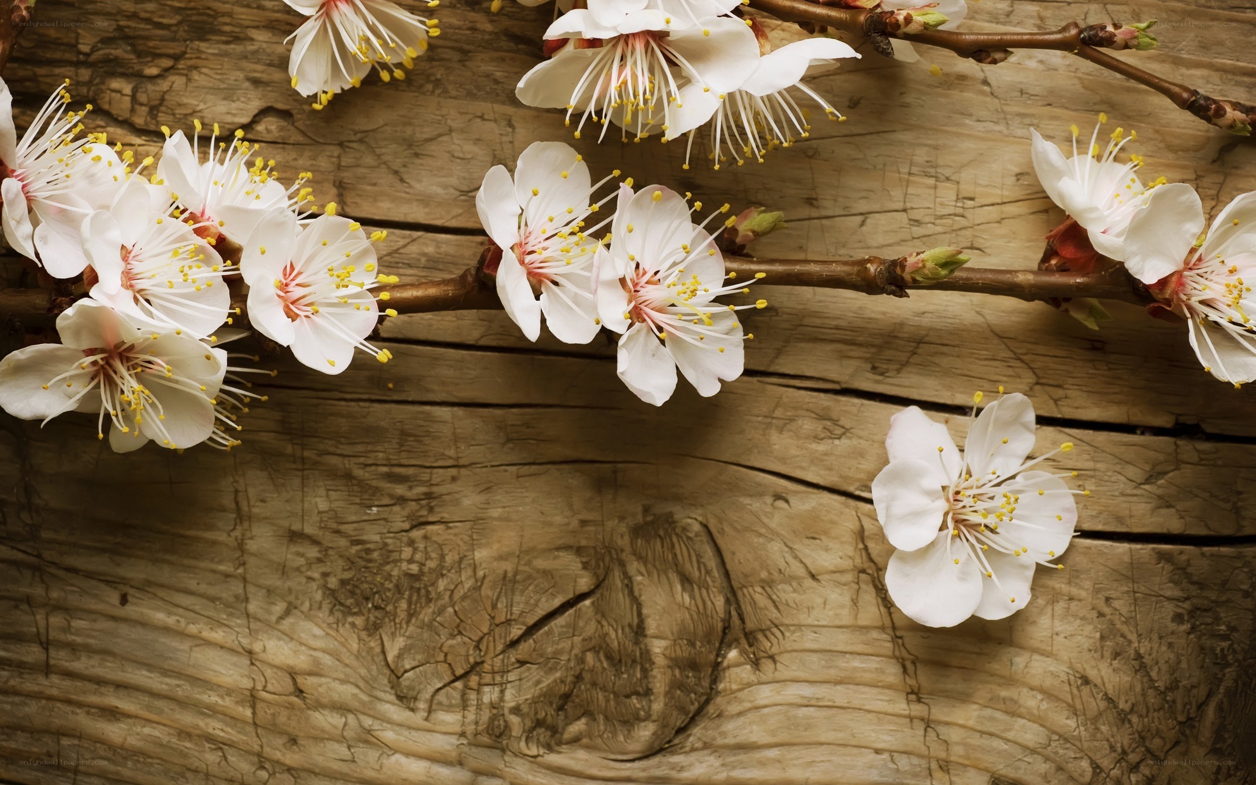 white blossoms on wood